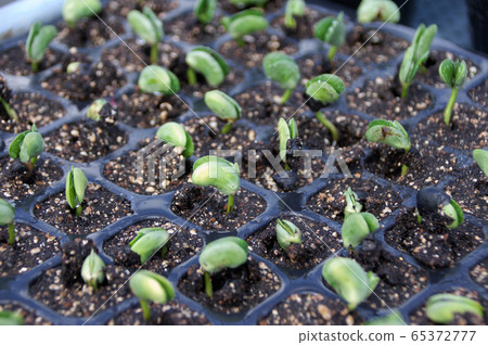 Soybean germination Soybean germination 65372777