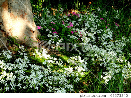 Spring 65373240