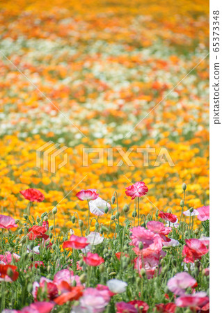 Poppy field 65373348