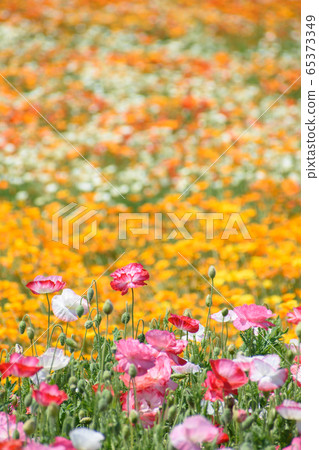 Poppy field Poppy field 65373349