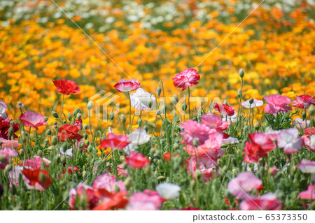 Poppy field Poppy field 65373350
