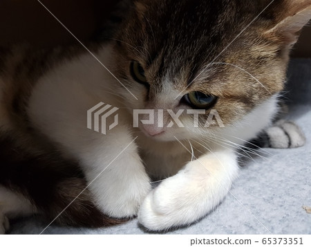 animal animal 65373351