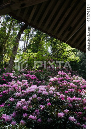 Koyasan Kongo Sanmaiin in full bloom of rhododendron Koya-cho, Ito-gun, Wakayama 65374314