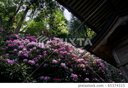 Koyasan Kongo Sanmaiin in full bloom of rhododendron Koya-cho, Ito-gun, Wakayama 65374315