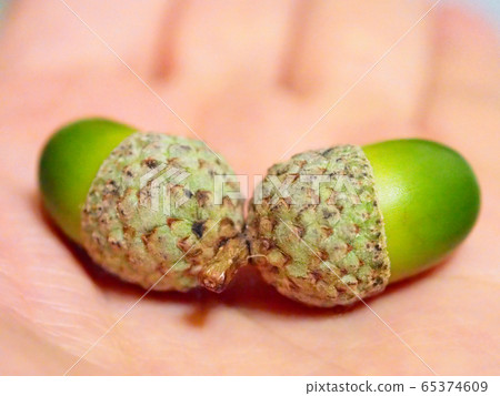 手掌上的藍色橡子 65374609