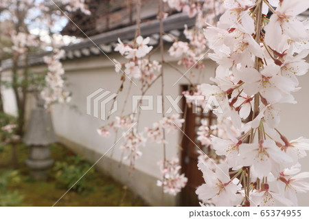 Garden with cherry blossoms Weeping cherry blossoms in Kyoto 2020-6- 65374955