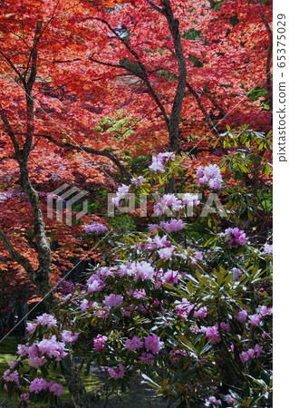 杜鵑花在和歌山縣伊東郡高野山珍寶館前開花 杜鵑花在和歌山縣伊東郡高野山珍寶館前開花 65375029