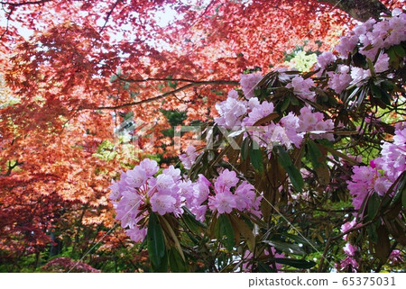 杜鵑花在和歌山縣伊東郡高野山珍寶館前開花 杜鵑花在和歌山縣伊東郡高野山珍寶館前開花 65375031