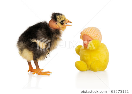 Chicken next to a doll 65375121