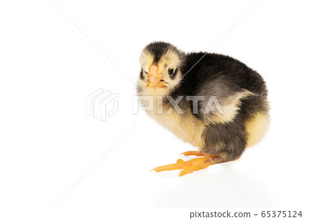 little beautiful chicken of the spanish breed 65375124