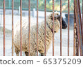 羊的側面圖 65375209