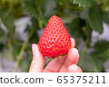 一粒草莓 65375211