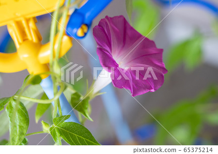 一張牽牛花的照片 一張牽牛花的照片 65375214