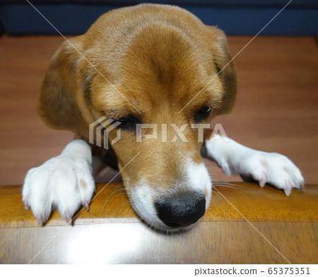 比格犬室內狗中型犬小狗小狗 照片素材 圖片 圖庫