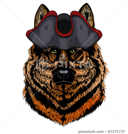 Sheepherd dog, sheepdog portrait. Head of pet. Animal face. Cocked hat. Sheepherd dog, sheepdog portrait. Head of pet. Animal face. Cocked hat. 65375737