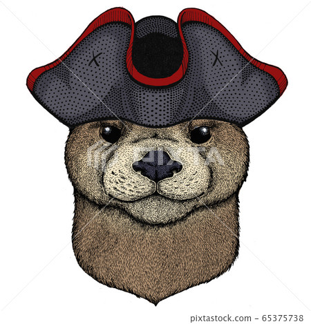 Portrait of otter. Cute animal head. Cocked hat. 65375738