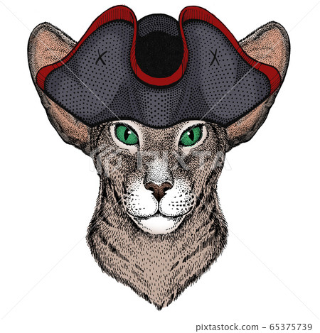Oriental shorthair cat head. Portrait of animal. Cocked hat. Oriental shorthair cat head. Portrait of animal. Cocked hat. 65375739