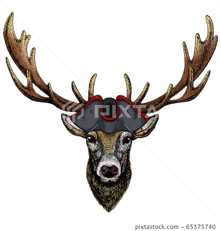 Deer portrait. Head of wild animal. Cocked hat. Deer portrait. Head of wild animal. Cocked hat. 65375740