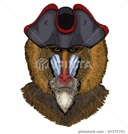 Baboon, monkey, ape. Head, portrait of animal. Cocked hat. 65375741