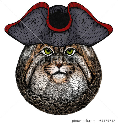 Pallas cat head. Manul head. Wild cat portrait. Cocked hat. 65375742