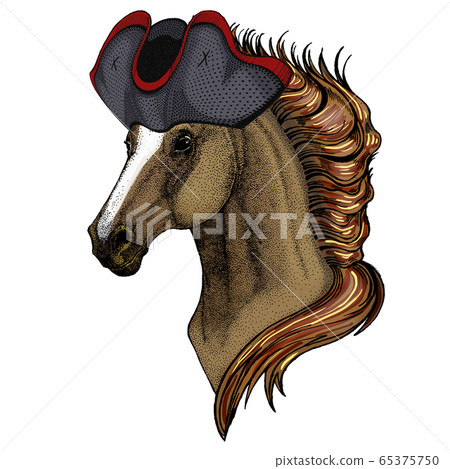 Horse, steed, courser. Portrait of wild animal. Cocked hat. Horse, steed, courser. Portrait of wild animal. Cocked hat. 65375750