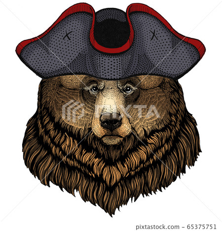 Grizzly bear. Portrait of wild animal. Cocked hat. Grizzly bear. Portrait of wild animal. Cocked hat. 65375751