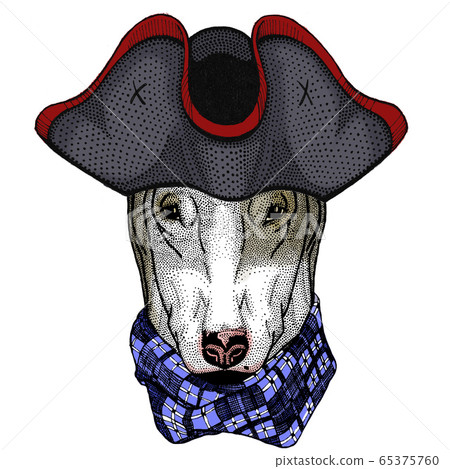 Bullterrier, dog. Portrait of cartoon animal. Cocked hat. 65375760