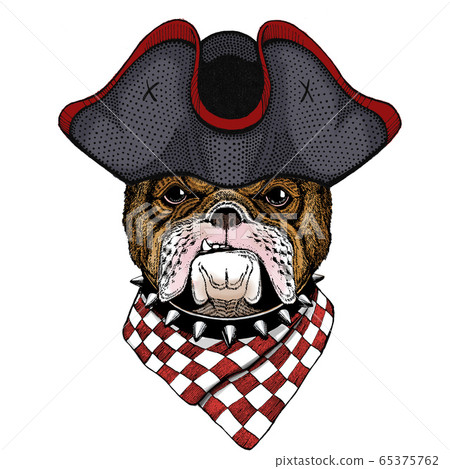 Bulldog, dog. Portrait of cute animal. Cocked hat. 65375762