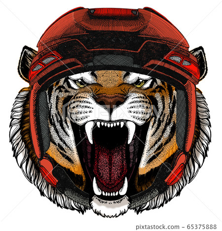 Tiger portrait. Wild cat head. 65375888