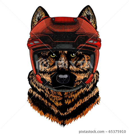 Sheepherd dog, sheepdog portrait. Head of pet. Animal face. 65375910