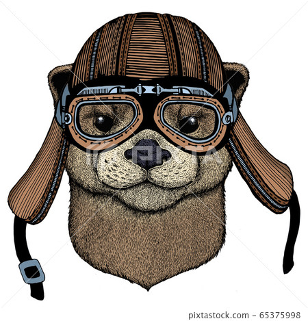 Portrait of otter. Cute animal head. Motorcycle... - Stock Illustration  [65375998] - PIXTA