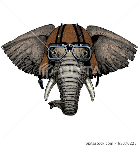 Elephant head. Portrait of wild animal.... - Stock Illustration
