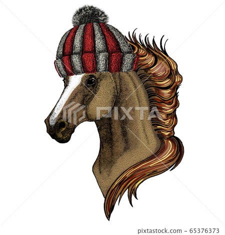 Horse Steed Courser Portrait Of Wild Animal Stock Illustration 65376373 Pixta