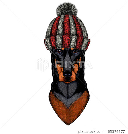 Dog, doberman. Portait of animal. Knitted wool winter hat. Dog, doberman. Portait of animal. Knitted wool winter hat. 65376377