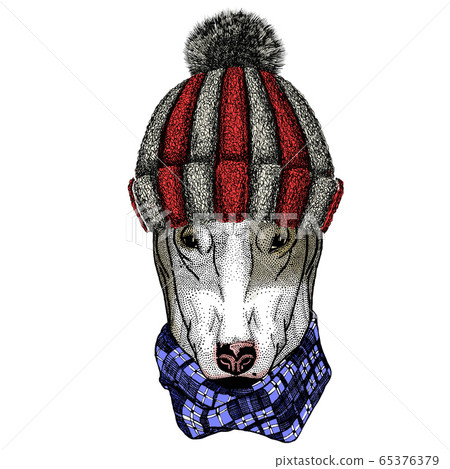 Bullterrier, dog. Portrait of cartoon animal. Knitted wool winter hat. Bullterrier, dog. Portrait of cartoon animal. Knitted wool winter hat. 65376379