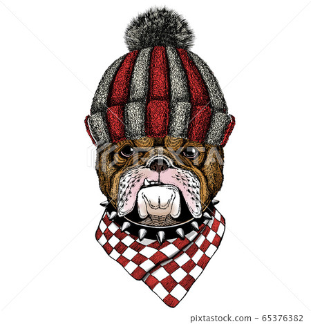 Bulldog, dog. Portrait of cute animal. Knitted wool winter hat. 65376382