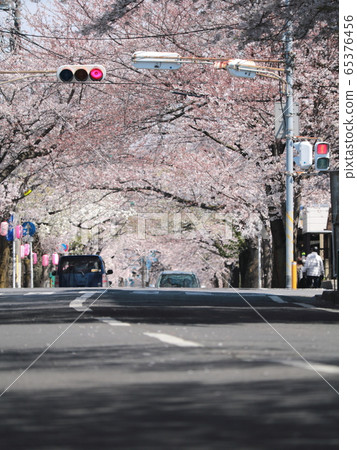 櫻花隧道 65376456