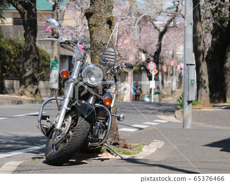 Cherry blossom trees and a motorcycle 65376466