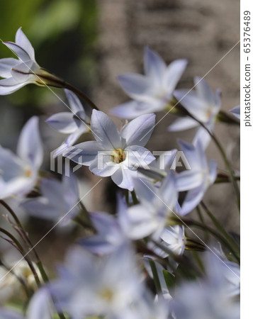 路邊的春星花 路邊的春星花 65376489