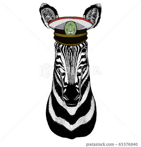 Zebra portrait. Head of wild animal. Zebra portrait. Head of wild animal. 65376840