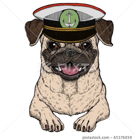 Pug. Cute animal portrait. Dog head. Pug. Cute animal portrait. Dog head. 65376859