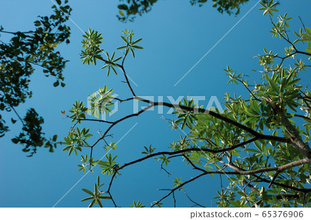 Yong leaf of Blackboard Tree 65376906