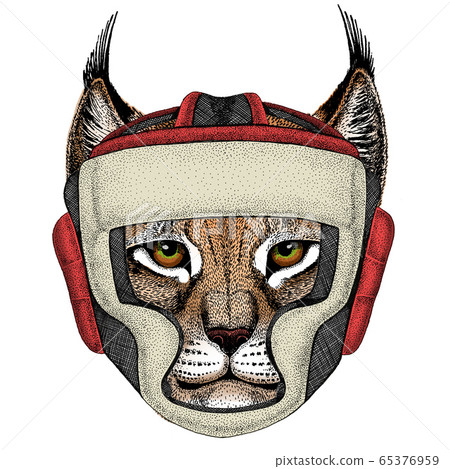 Lynx, bobcat, trot portrait. Head of wild cat. Boxing helmet. 65376959