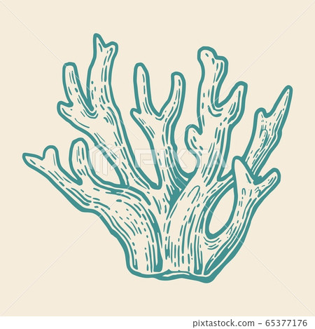 Coral . Black engraving vintage illustration. Isolated 65377176