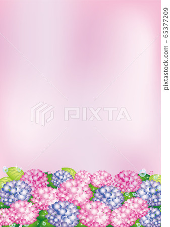 Hydrangea (pink and purple) Hydrangea (pink and purple) 65377209