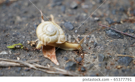 snails snails 65377791