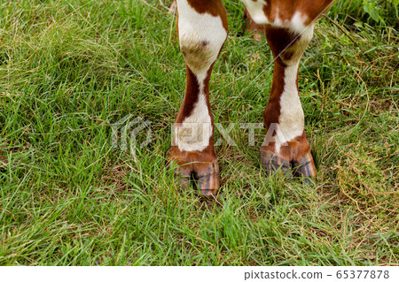 Top view of a cow's hooves on green grass. Cows Top view of a cow's hooves on green grass. Cows 65377878