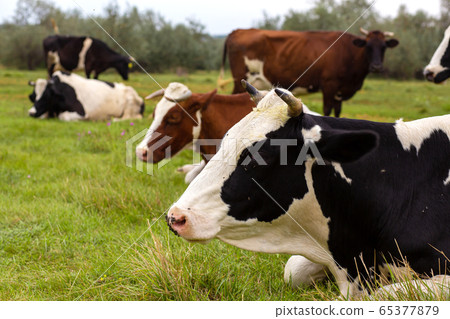 Rural cows graze on a green meadow. Rural life. Rural cows graze on a green meadow. Rural life. 65377879