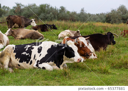 Rural cows graze on a green meadow. Rural life. 65377881
