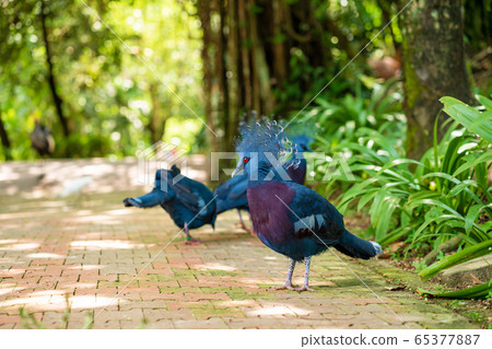 A flock of crowned pigeons walks in a green park. 65377887